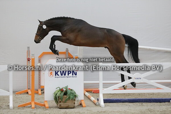 132 O.Steve (Jackass x Chery v. verdi)