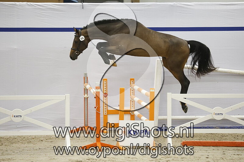 Dazzler van Seldsum Z v. Dourkhan Hero Z