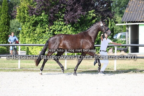 7 SAPPHIRE REMY (LOWLANDS x HOWDO REMY V CHIPPENDALE) (1)