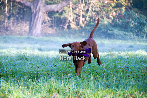 Zondag 17 november 2019