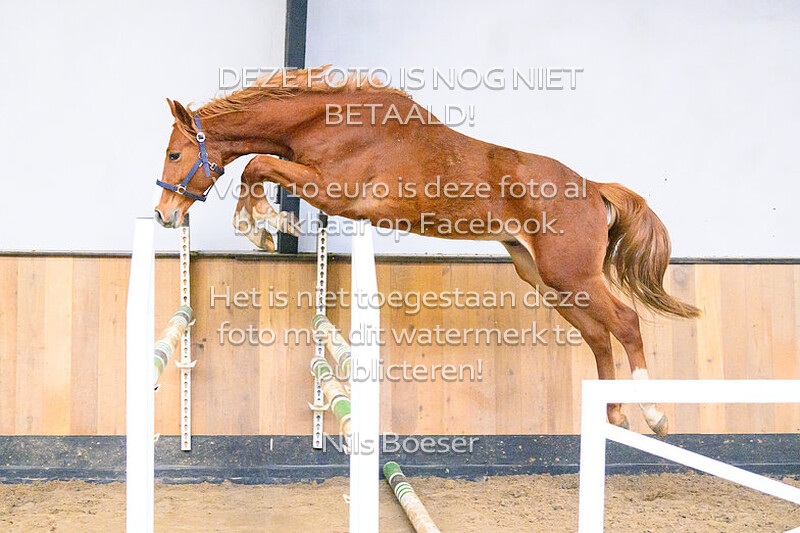 Paard_27