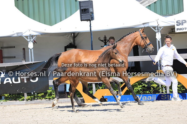 109 Odelia v Daily Diamond