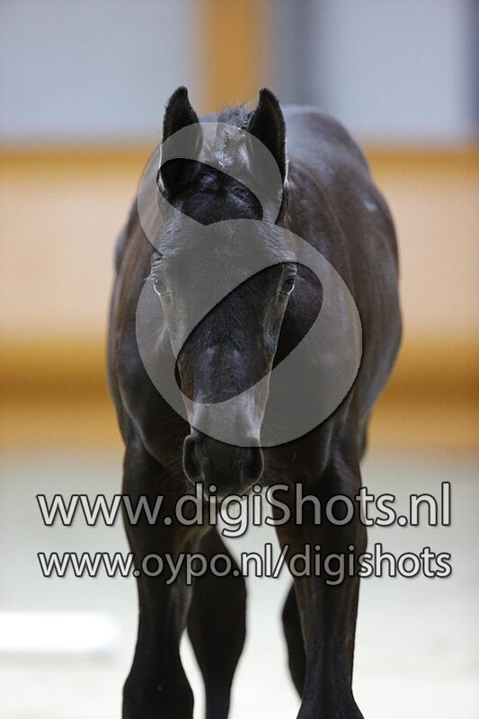 Cederique Z v. Cape Corall