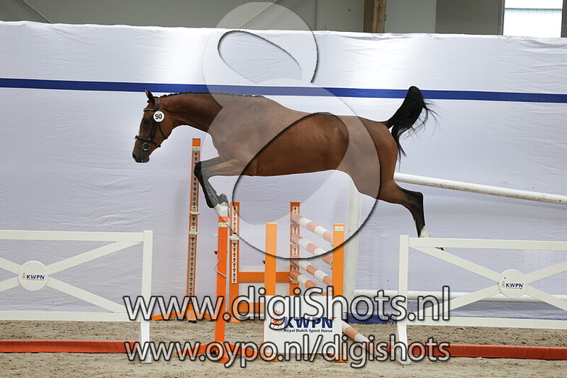 Soleil de Lys v. Newmarket VM