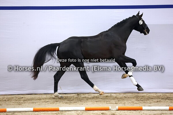 517 This is Naqueen x Chello III)