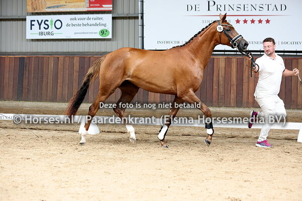 16 Senorita Bonita WS (McLaren x Briska II v. Summertime)