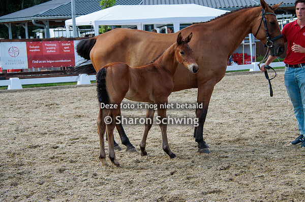 Mannelijke springveulens jong