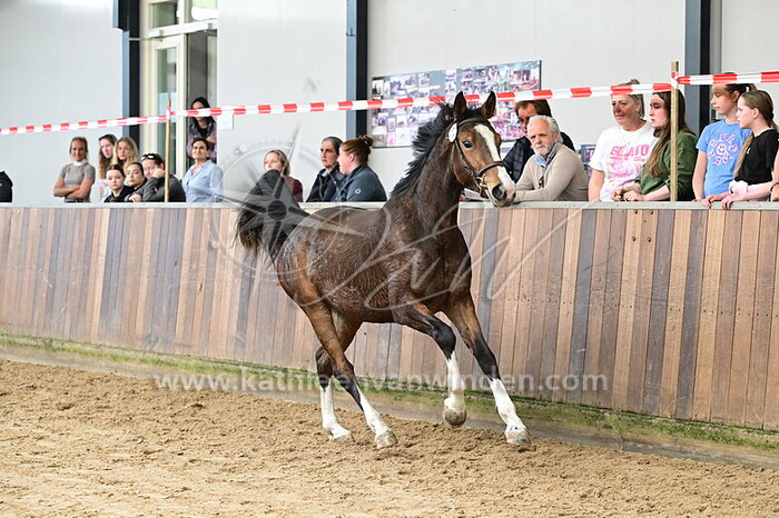 Sandjomet van't Veldhuis - nr. 10