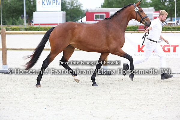 253 Ruby (Franklin x Evita v. Jazz)