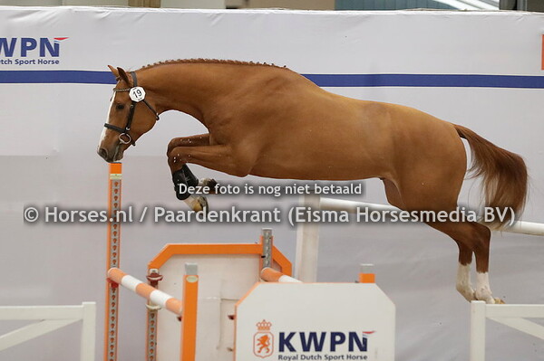 19 Cariboun vd Dassenheide (Caribis x Shakira de Keiser)