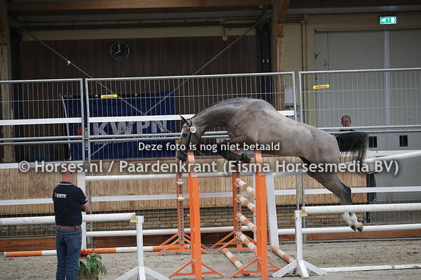 282 Marondie (Fly x Blondie v. Casco)