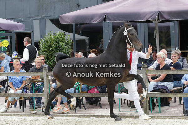 053 - ROSALIE-T ICELLIE X CIZANDRO F.B. OLDENBURGER, GROOTEGAST H. SCHUT, GROOTEGAST