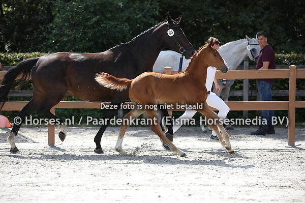 83 Odysseus (Jamboree TN x Jarola v. Fleying Dream)