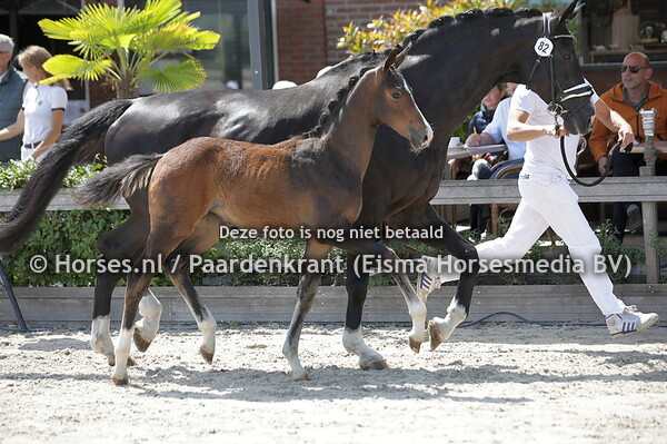 82 Traloo (High Five US x Aloo v. Stedinger)