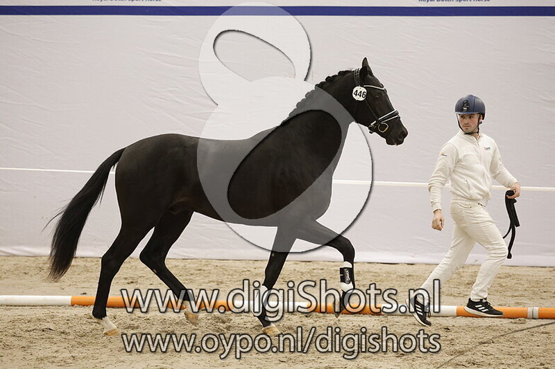 Super Chap K van de Rabinahoeve v. Merlot VDL