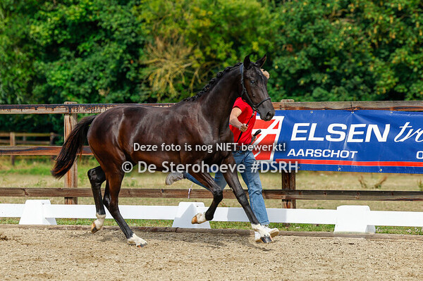 6. MANNELIJKE DRESSUURVEULENS