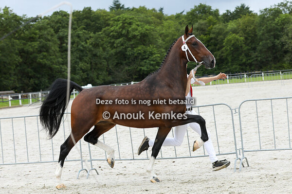 Rirose S ( Cizandro x Patijn )