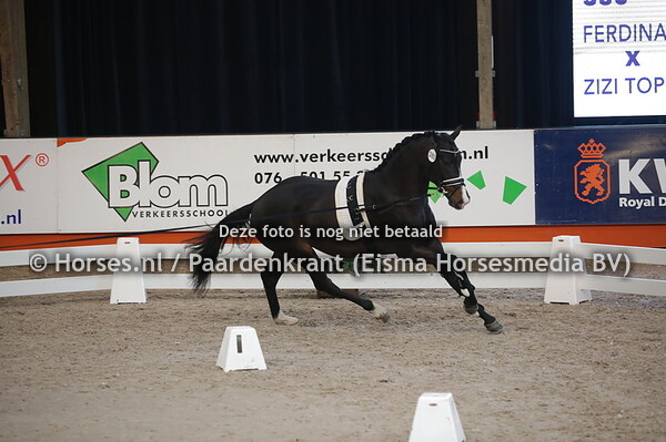 380 (Ferdinand x Zizi Top)