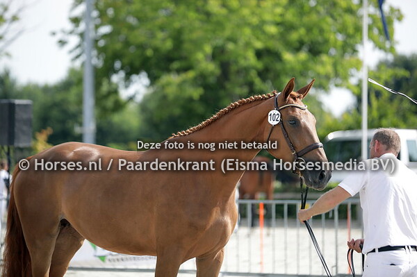 102 Omara (Poker de Mariposa x Kalimerro v. Cooper vd Heffinck)