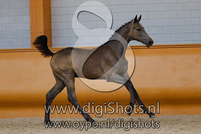 Ringo Starr v. Berlin