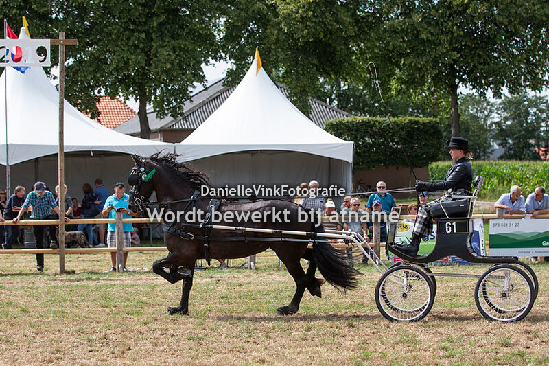 Tuigpaarden open klasse