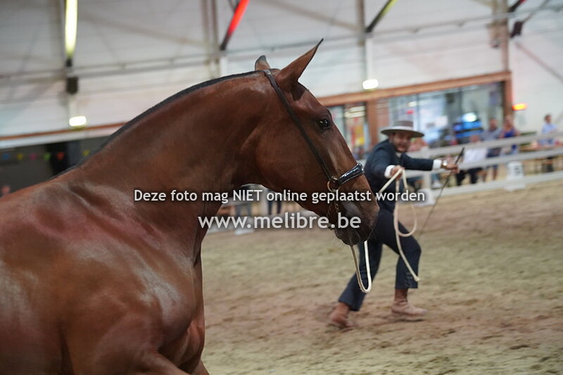 Seccion 3 - Potras de 2 anos