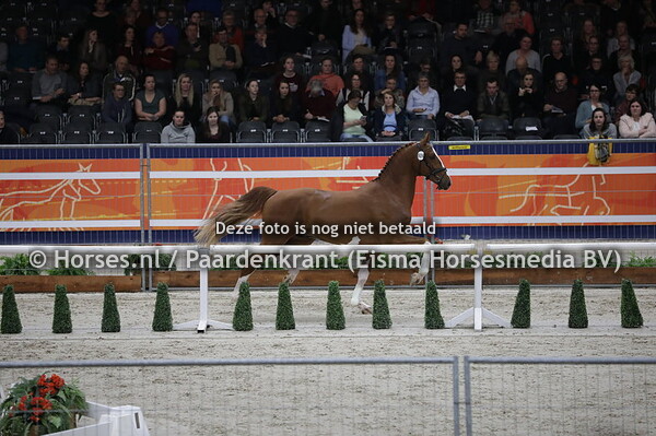 609 Maestro (Eebert x Honey v. Vitens)