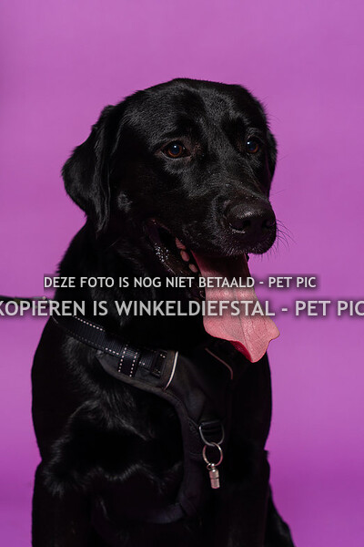 hond 05