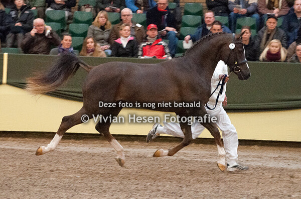Centrale Hengstenkeuring Vrijdag