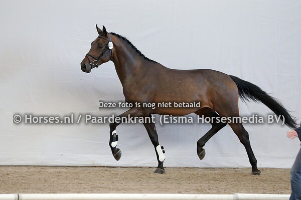 308 Oronman H  (Blue Hors Fifty Cent x Kartina v. Johnson)