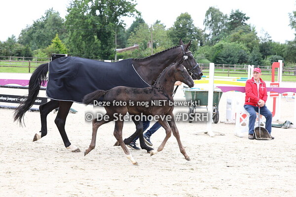 5. Dressuurveulens vrouwelijk