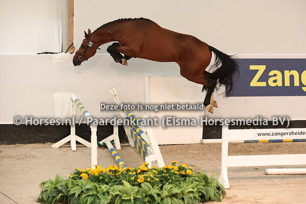 14 Cerano van't Roosakker Z (Comme il faut x Echo)