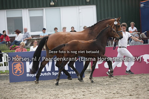 12 Robbedoes KN (Kyton x E Tiana's Marieke KN v. Zizi Top)