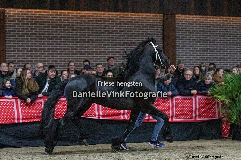 Hengstenshow Lunteren 25-02-2023 Willem 508