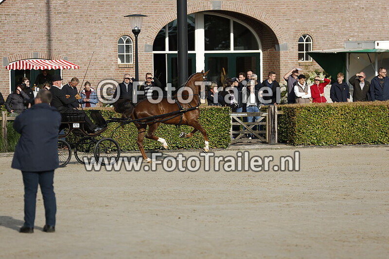 tuigpaarden lage klasse