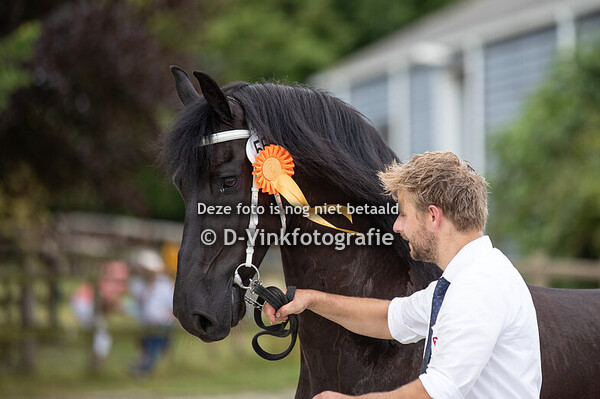 Rubriek 12 premiekeuring veulenboekruinen 3 jaar e.o.