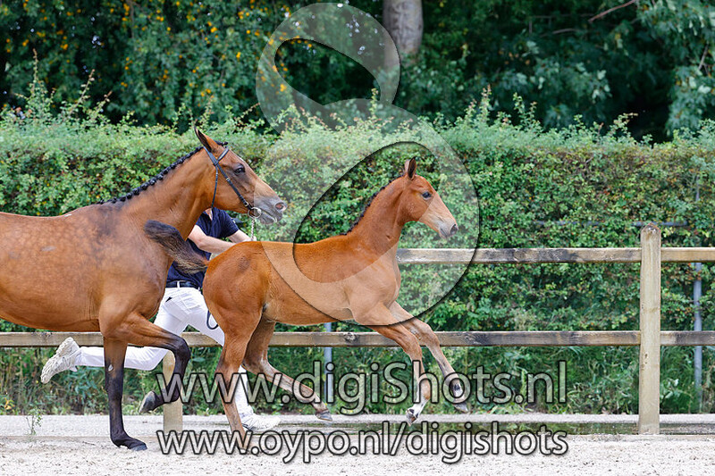 Eternity CS v. Emerald van 't Ruytershof