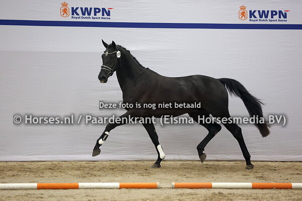 516 (This is Naqueen x Everdale )