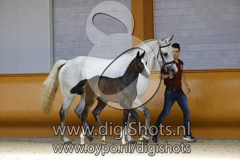 Prima Donna v. Cornet Obolensky