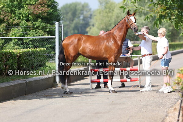 26 Santa Monika NN (Tangelo vd Zuuthoeve x Taminika v. Heartbreaker)