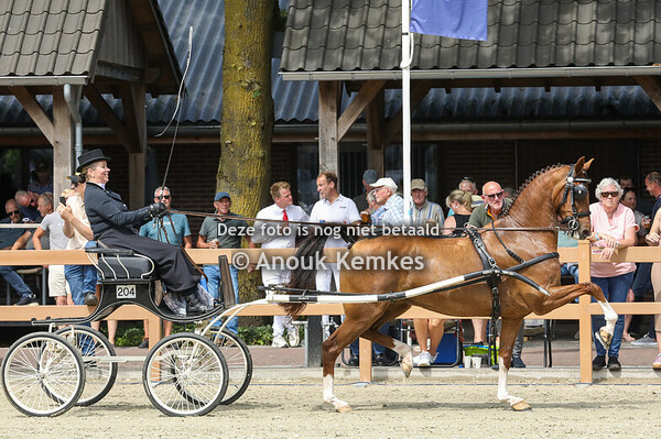 9 Jaar en oudere fokmerries in tuig 