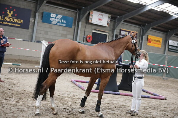 8 Ivorilly B (O'Brien x Olga-Hilly v. Celano)