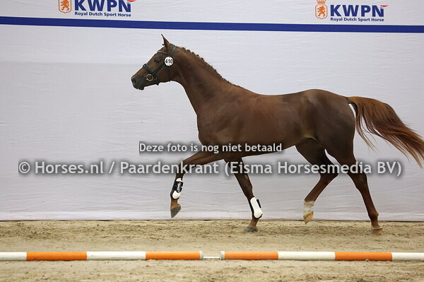 410 (Jheronimus x Diamaggio