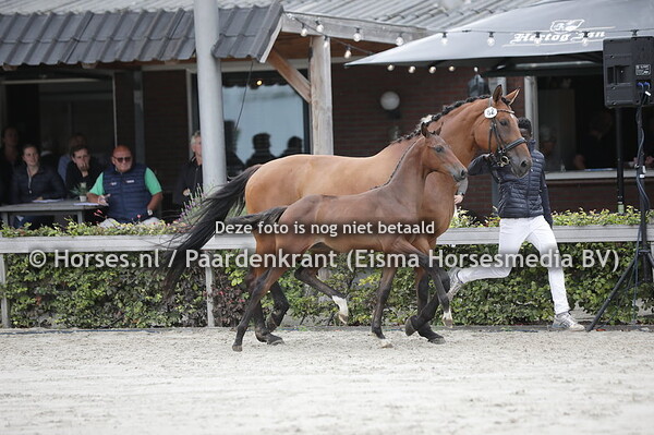 82 Stardust FTC (Ladignac x Jongvrouw v. Fairytale)