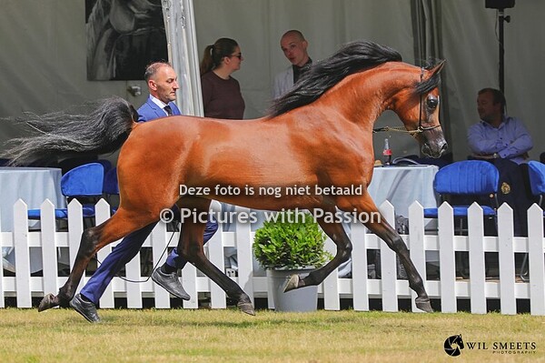 Arabian Horse Event Bruges, Belgium 2025