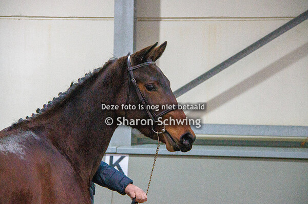 BWP 3 Jarigen 04/03/2023