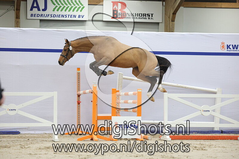 Taliafico Anemone RT