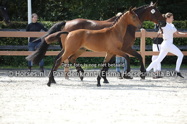 73 Oszy (Heineken VK  VDL x Accobada v. Acobat II)