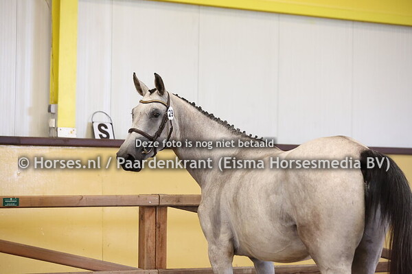 29 Mona Lisa Courcelle (Chacoon Blue x Babylone Courcelle)