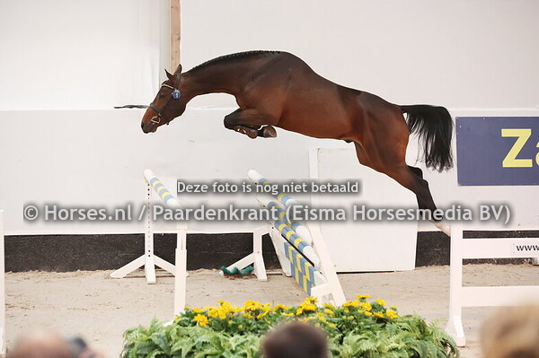 1 Stender SPS EB (Hardrock x Vigo D'Arsouilles